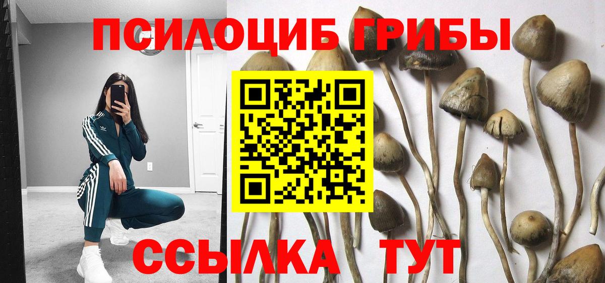 Псилоцибиновые грибы мицелий Ковров